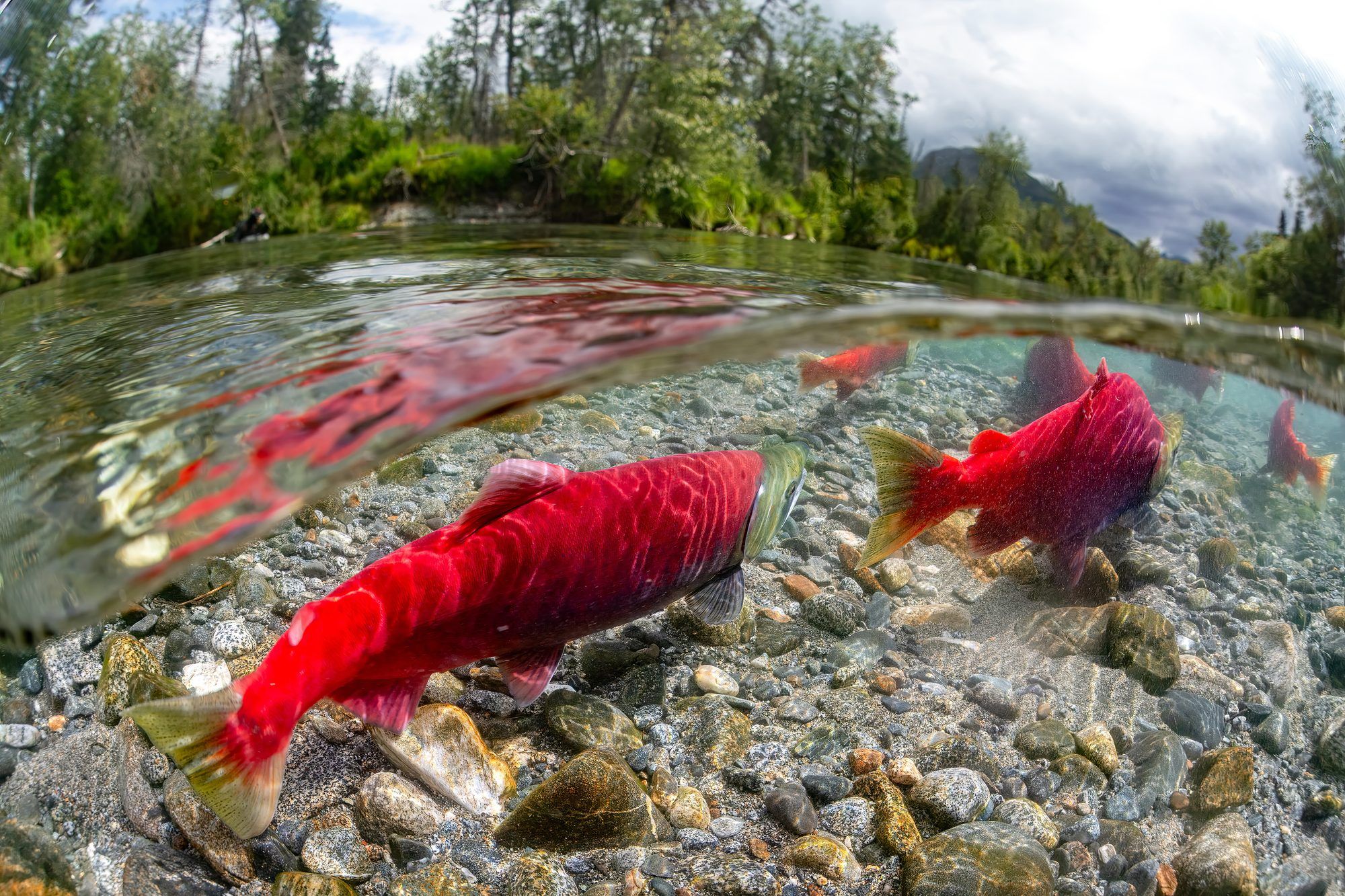 Sockeye salmon