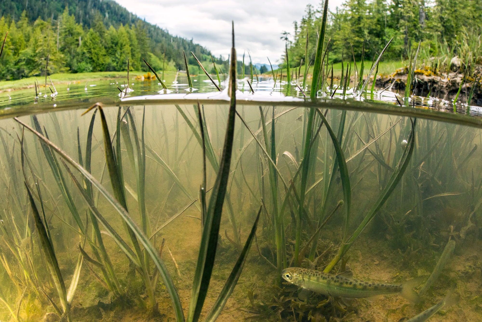 Split-level view of a shallow eelgrass channel at Lelu Island, a juvenile chum smolt holding just above the sandy bed with forested shoreline above the waterline