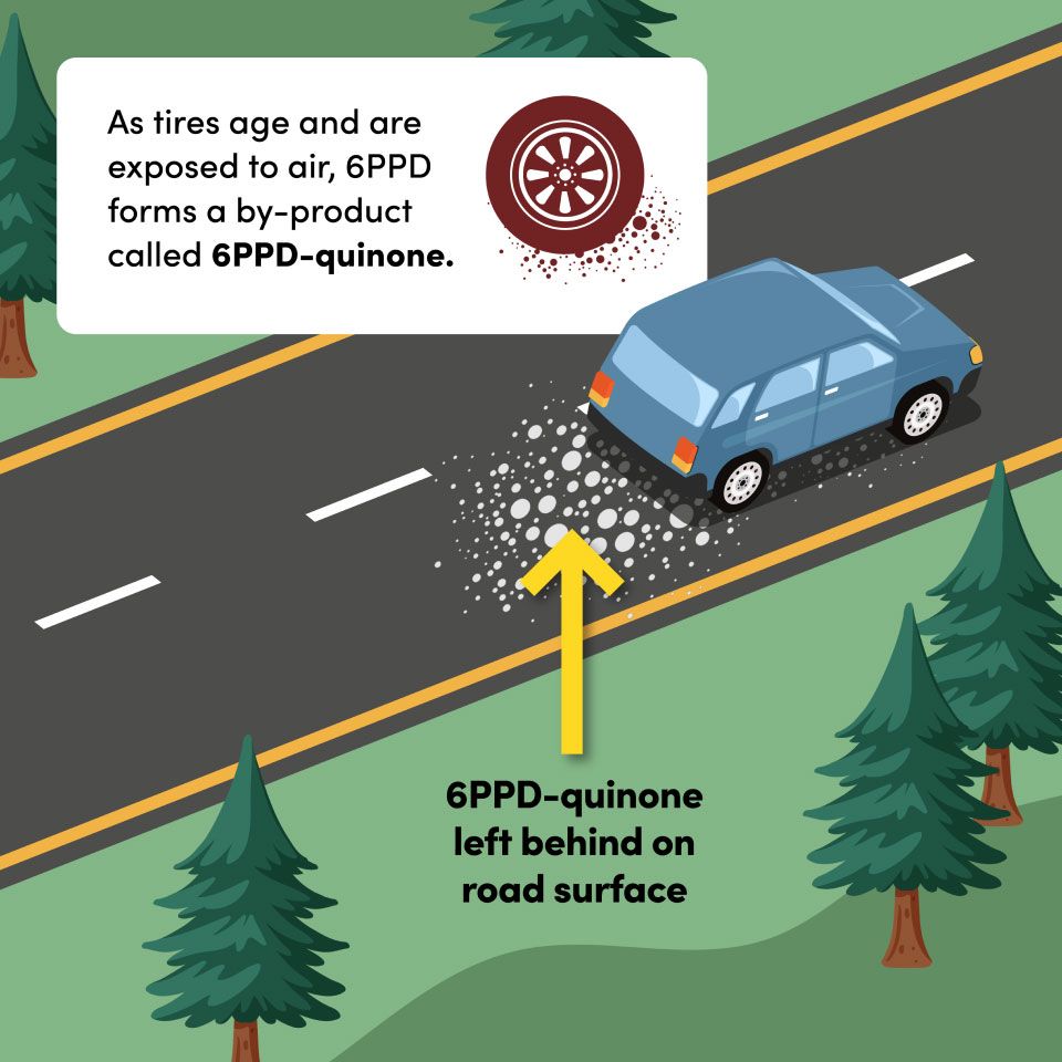 Panel 1: as tires age and are exposed to air, 6PPD forms a by-product called 6PPD-quinone that is left behind on the road surface.