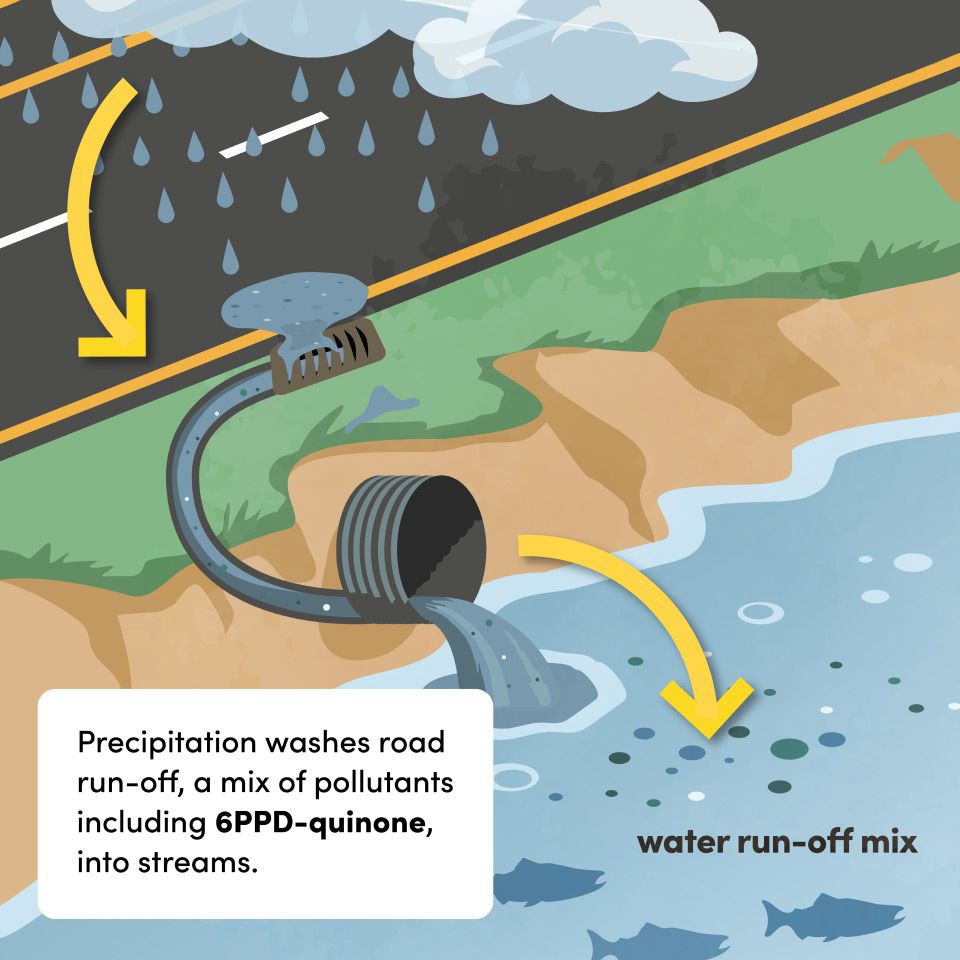 Panel 2: precipitation washes road run-off, a mix of pollutants including 6PPD-quinone, into nearby streams.
