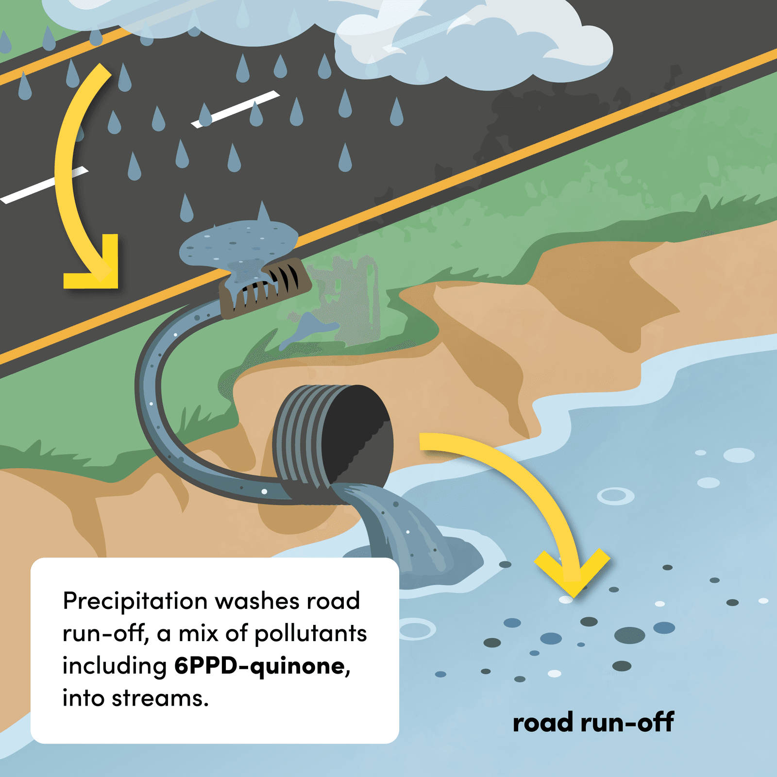 Panel 2: precipitation washes road run-off, a mix of pollutants including 6PPD-quinone, into nearby streams.