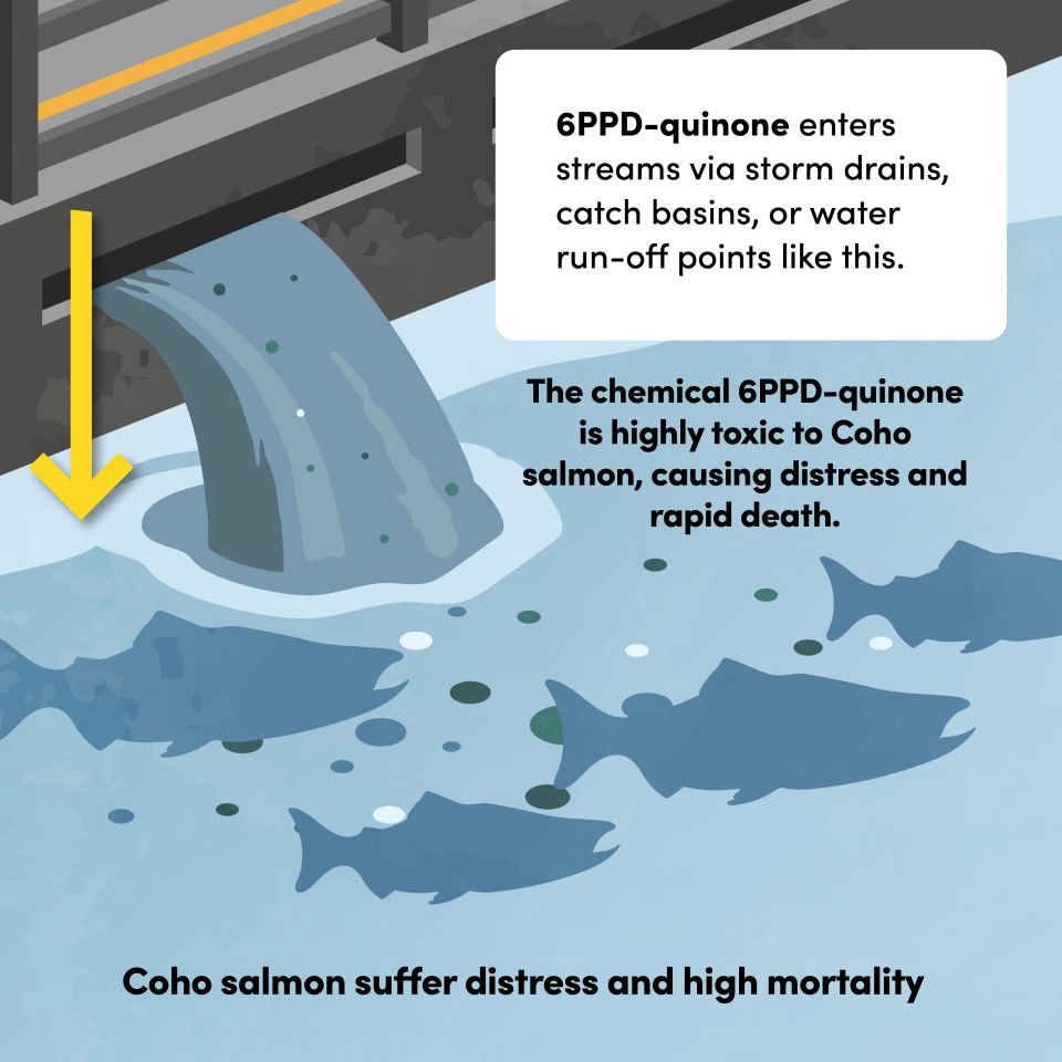 Panel 3: 6PPD-quinone enters streams via storm drains, catch basins, and run-off points like Wilfred Creek Bridge on Vancouver Island, where it is highly toxic to Coho salmon.