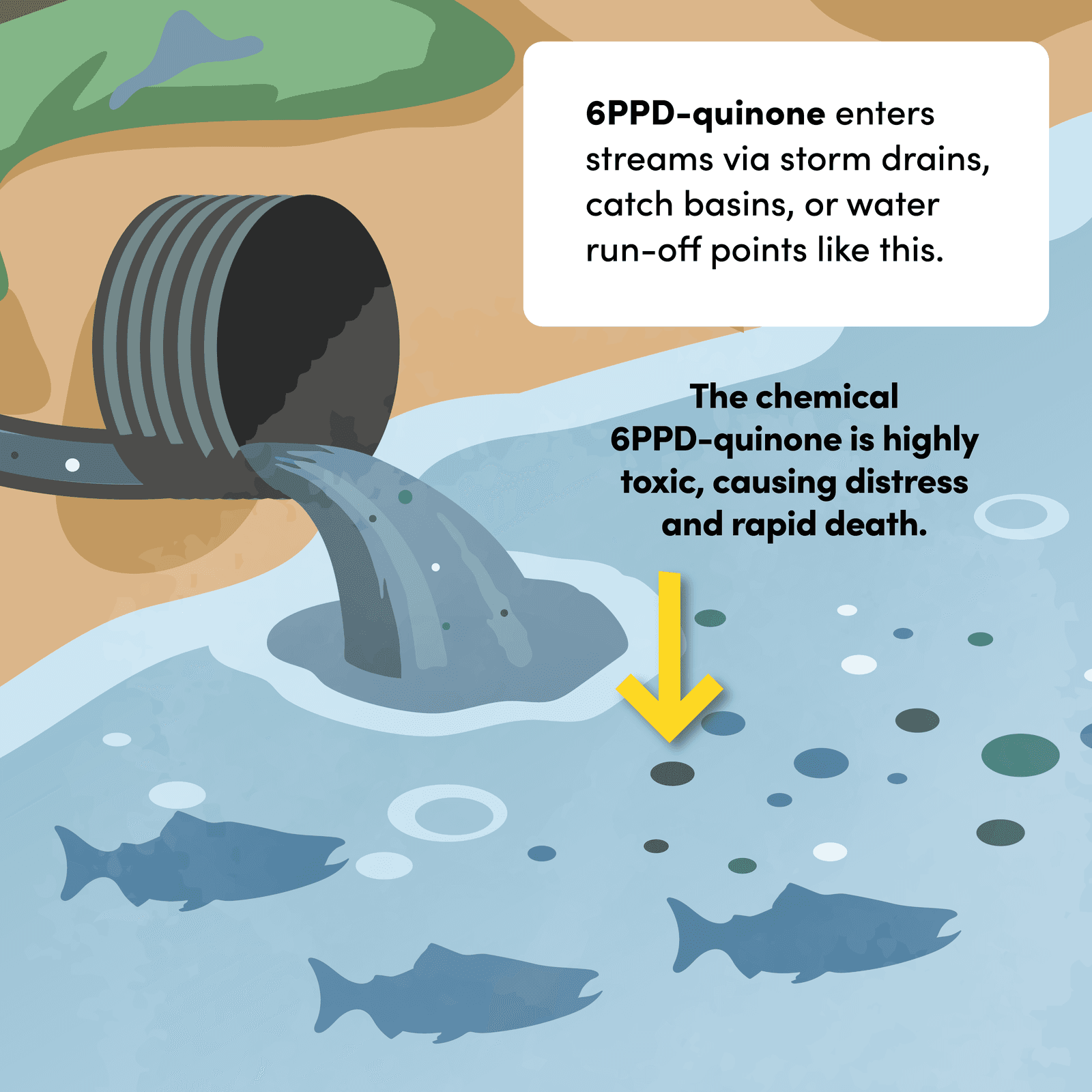 Panel 3: 6PPD-quinone enters streams via storm drains, catch basins, or water run-off points like this one, where it is highly toxic to Coho salmon, causing distress and rapid death.