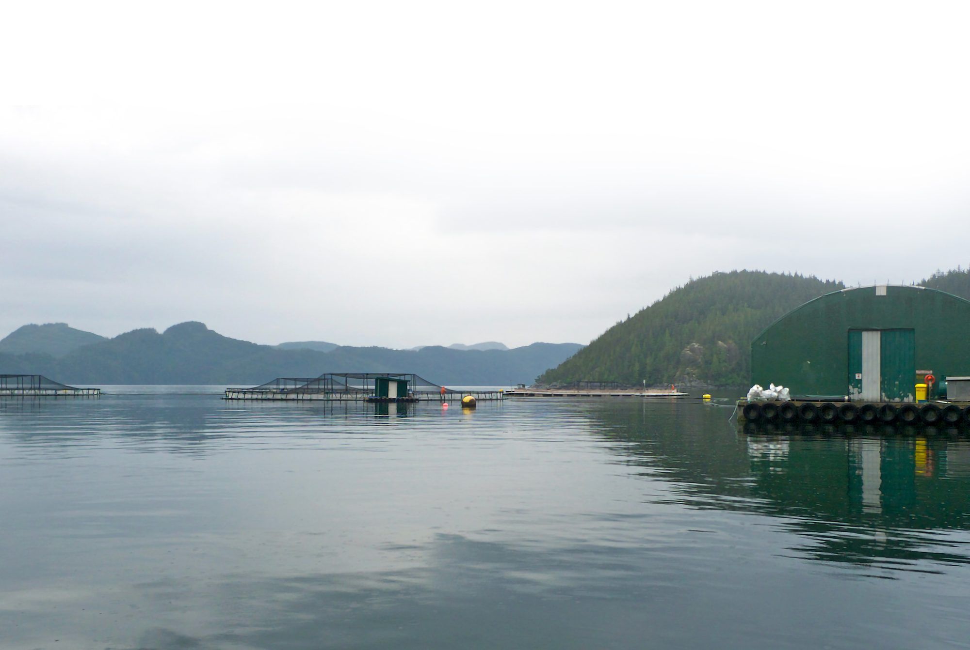 Open net-pen salmon farm in a misty coastal inlet