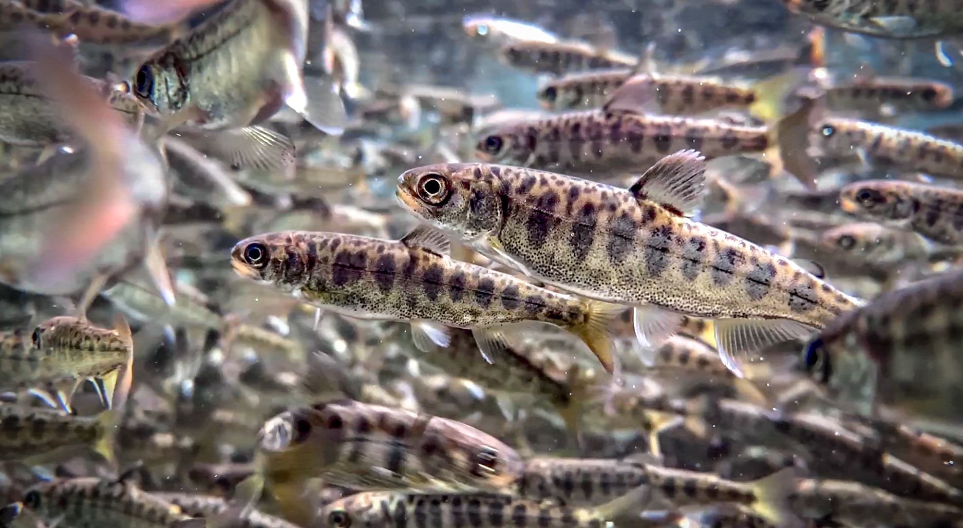 A dense mass of salmon
