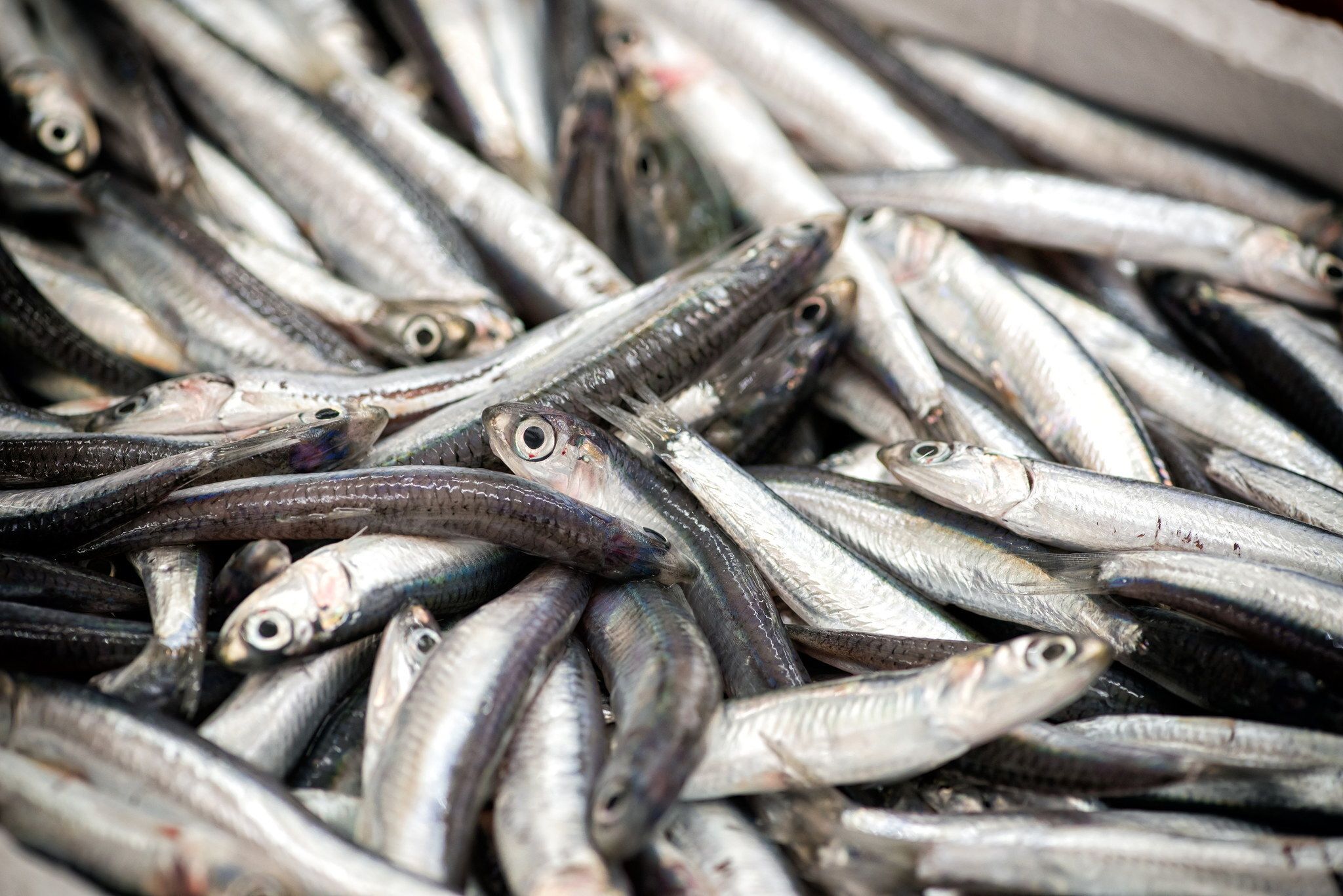 A dense heap of small, silvery forage fish