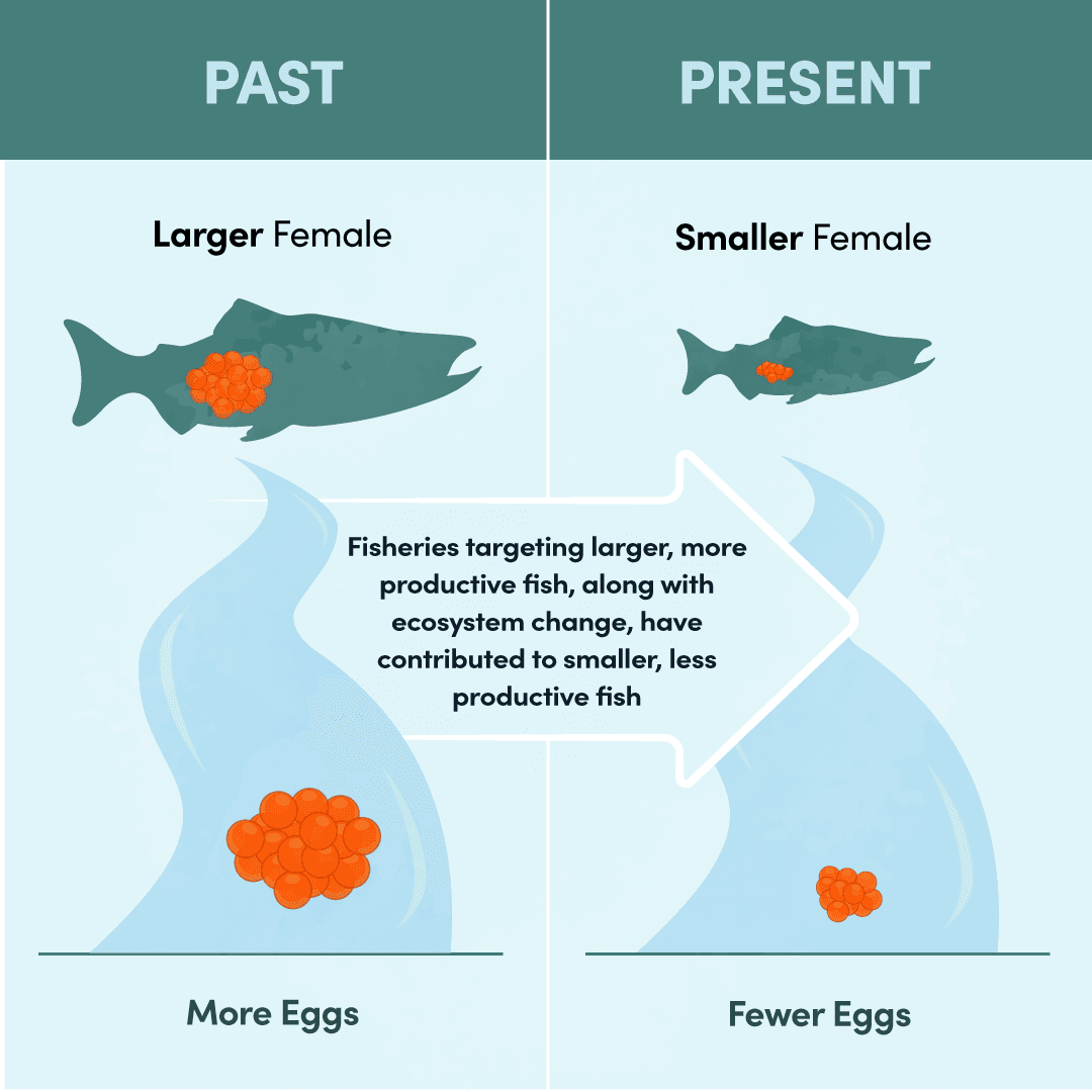 Infographic comparing the reproductive potential of a larger past female salmon and a smaller present-day female salmon