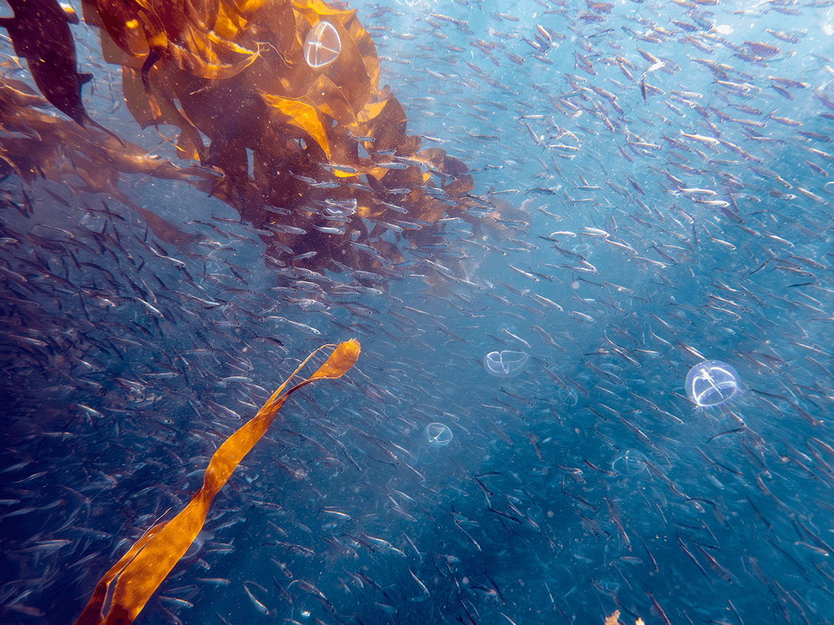 A dense catch of small, silvery forage fish