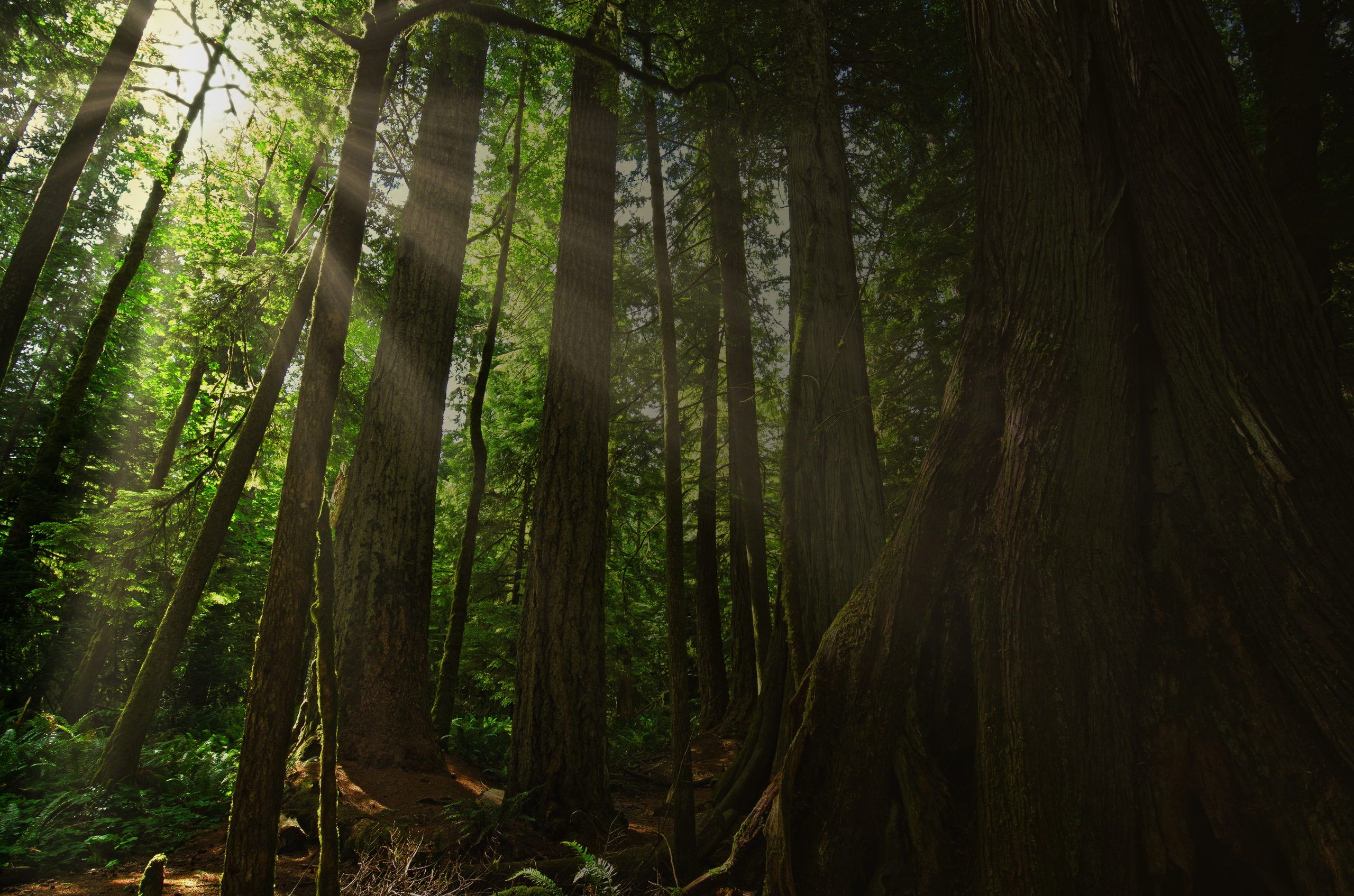 Sunlight streaming down through the trunks of an old-growth coastal forest, ferns across the forest floor