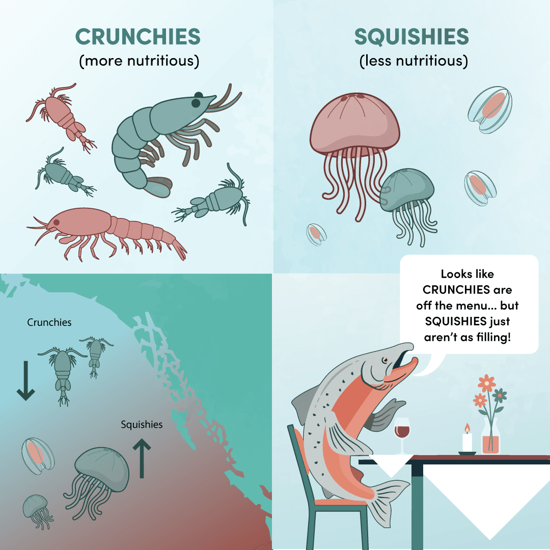 Cartoon comparing “crunchies” – nutritious, shrimp-like northern zooplankton – with less-nutritious gelatinous “squishies,” alongside a map showing squishies shifting north up the B.C. coast as the ocean warms and a salmon at a dinner table joking that crunchies are off the menu