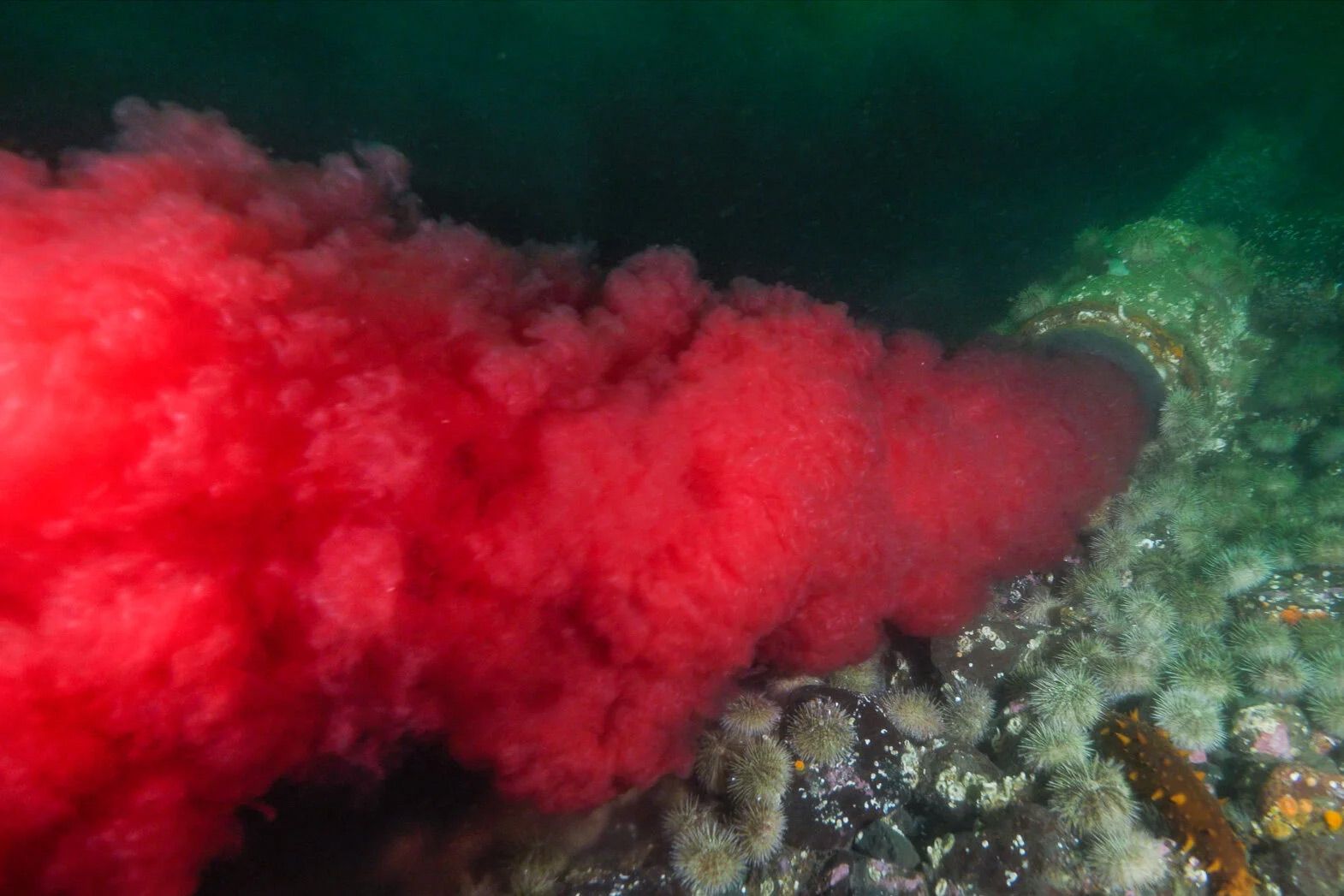 A dense red plume dispersing underwater from the mouth of an outfall pipe, over a reef covered in sea urchins