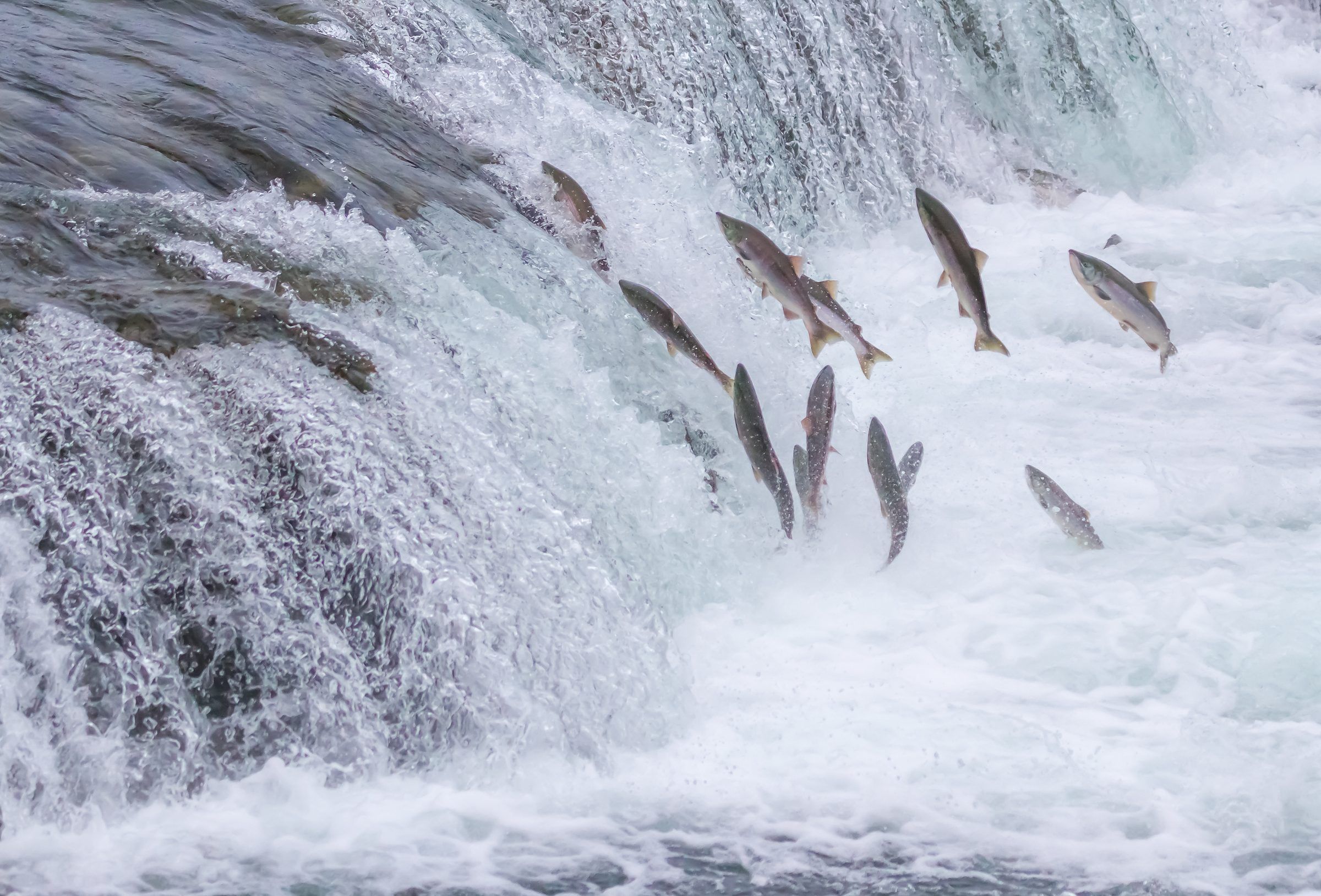 Salmon jumping at Brooks Falls