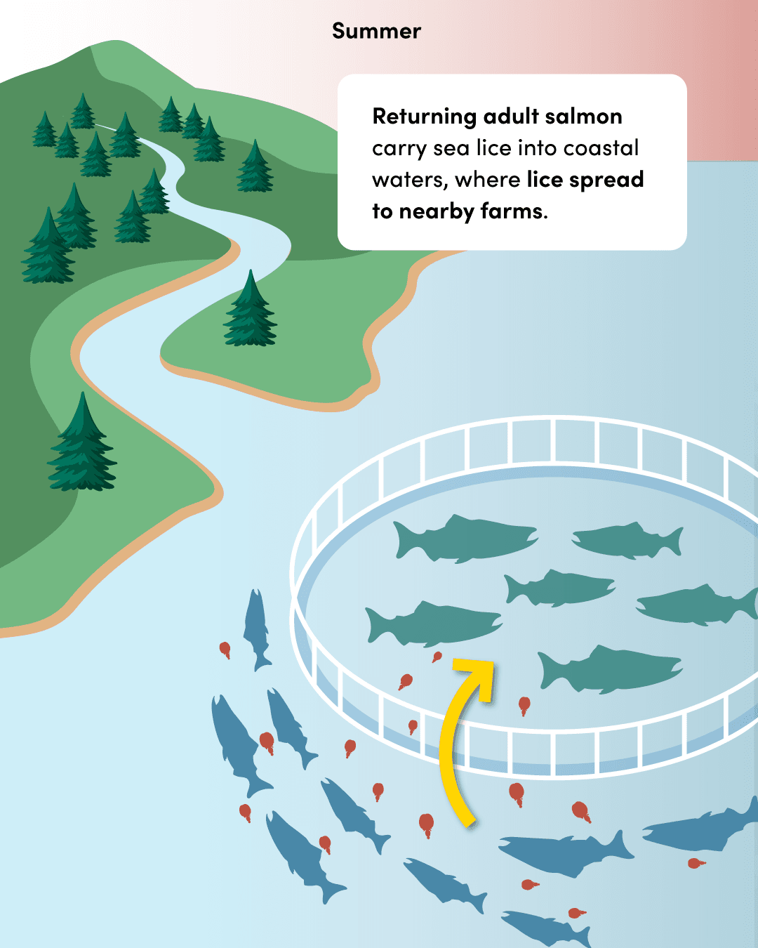 Step 1: adult wild salmon returning to spawn carry sea lice that transmit to nearby salmon farms.