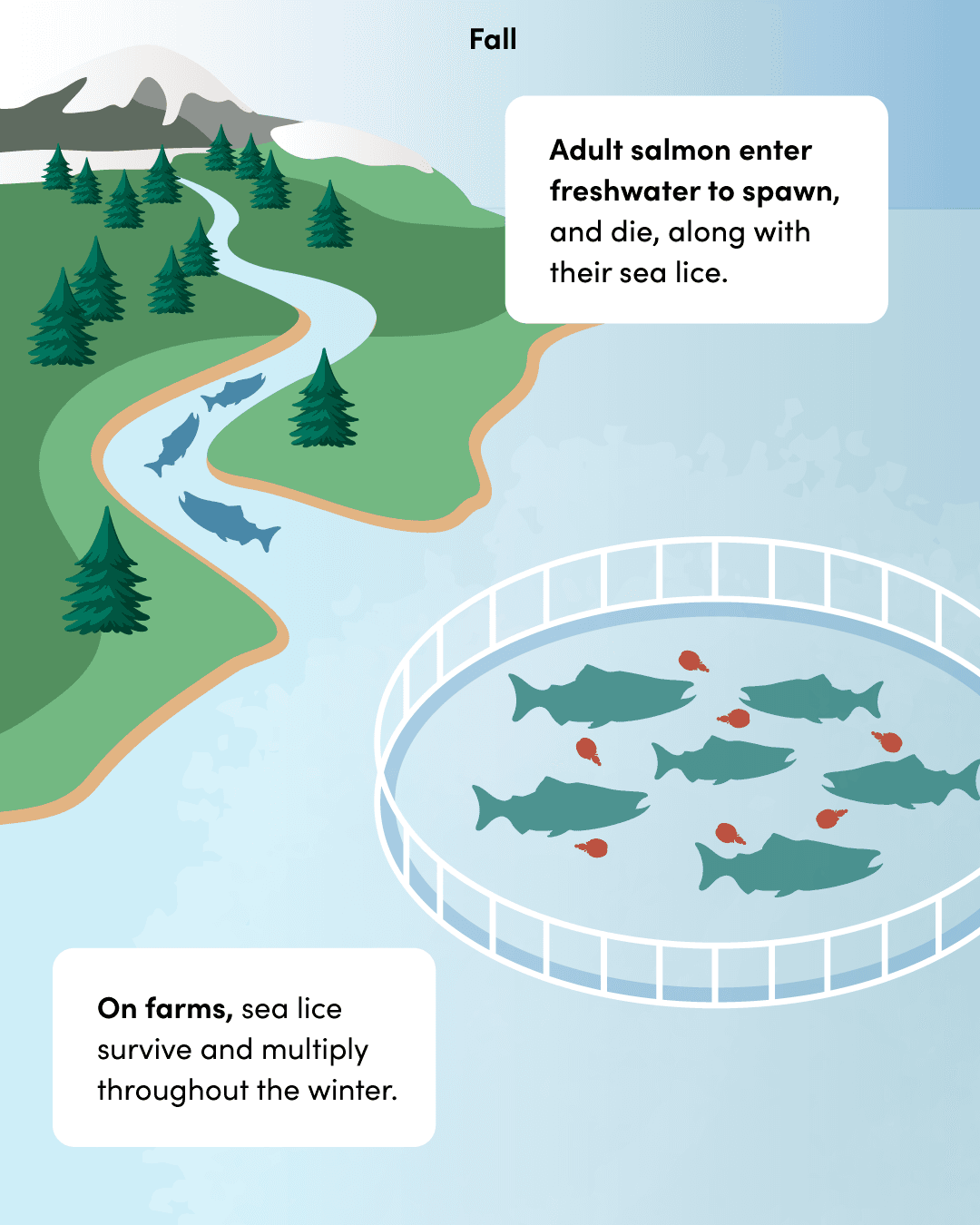 Step 2: sea lice die when wild salmon enter freshwater, but survive and multiply year-round on farmed salmon.