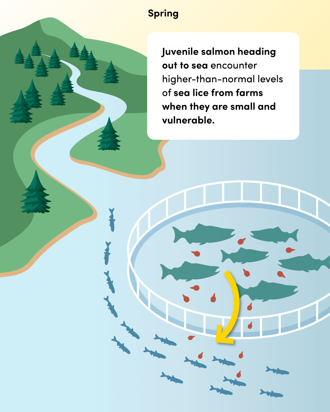 Step 3: migrating juvenile wild salmon pass the farm and pick up sea lice at their most vulnerable stage.