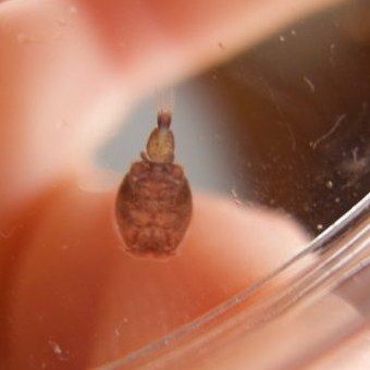 Macro close-up of a single sea louse, magnified from the juvenile salmon shown above.