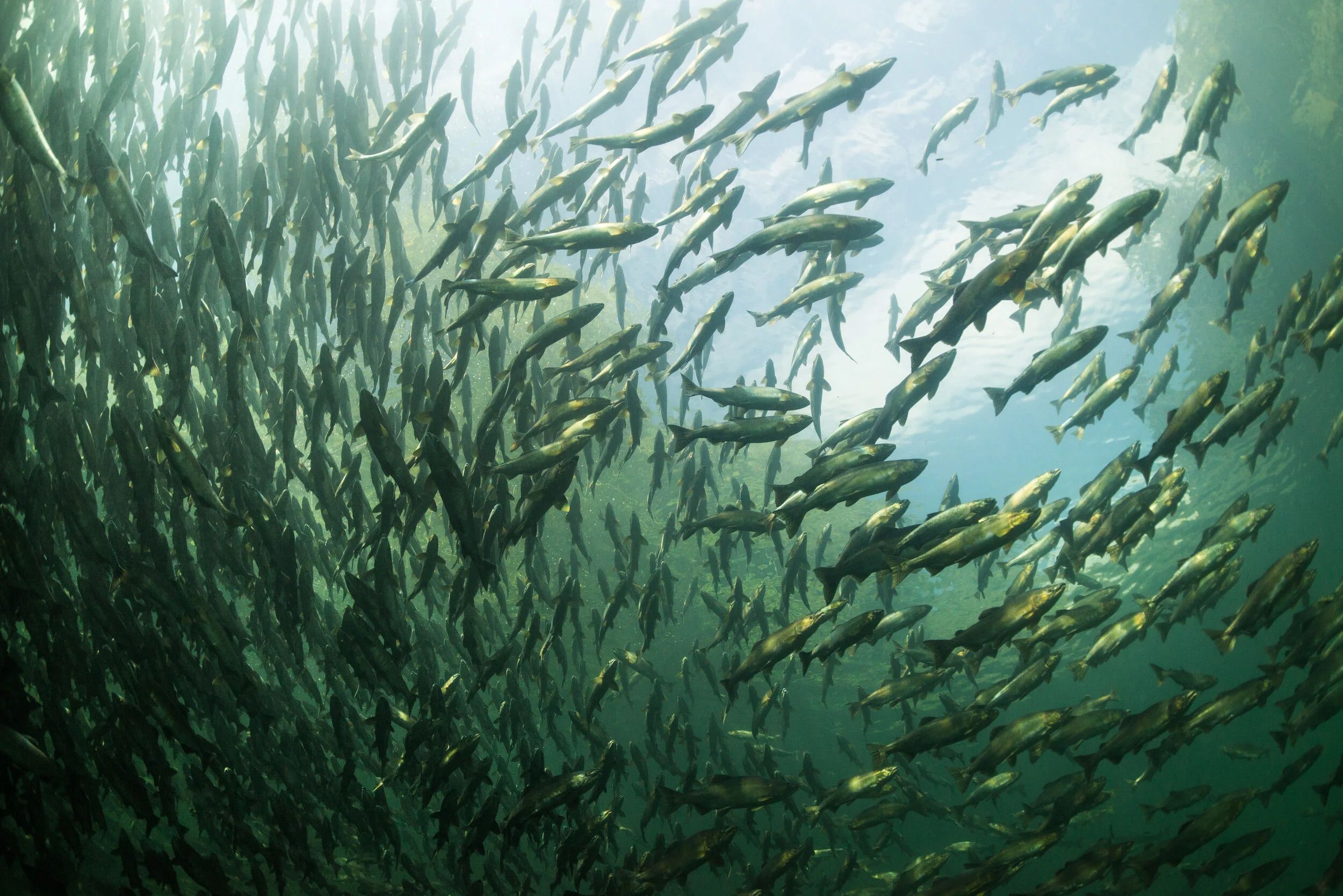 A dense school of salmon filling the water column, seen from below