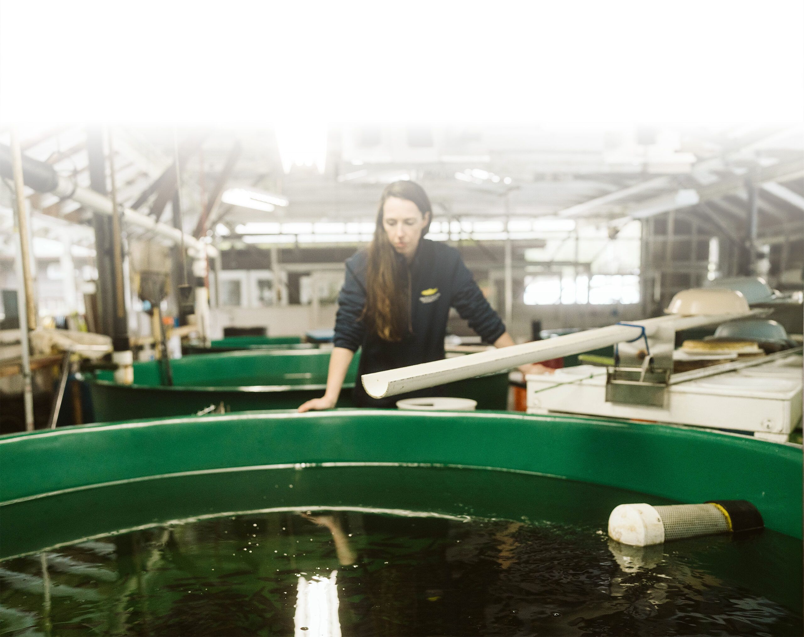 A hatchery technician tending circular rearing tanks at Goldstream Hatchery