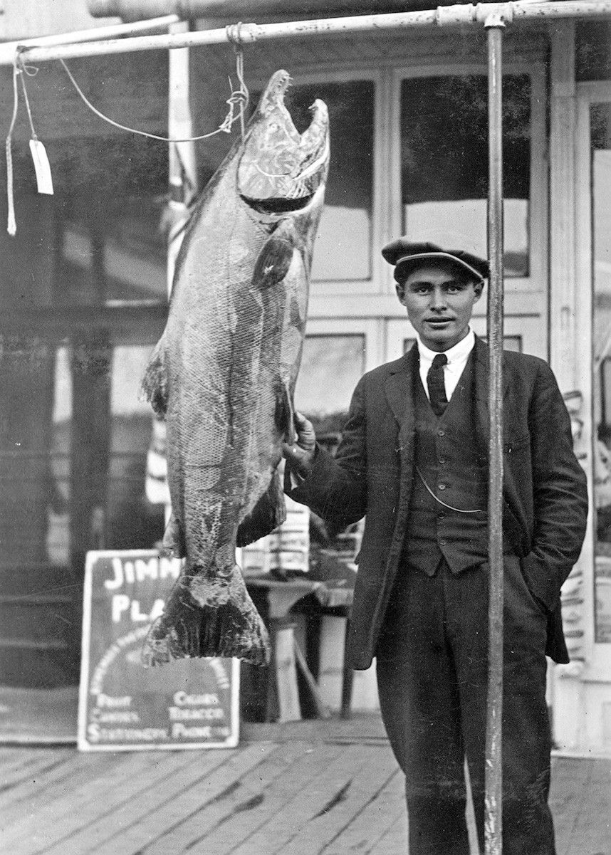 Historic black-and-white photo of a man in a suit standing beside a giant salmon hung from a rack, nearly as tall as he is