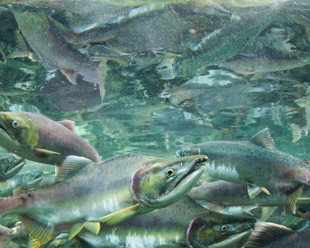 Pink salmon, pictured here, have fared well in recent ocean conditions, but a super El Niño's high temperatures may push species beyond ecological thresholds.