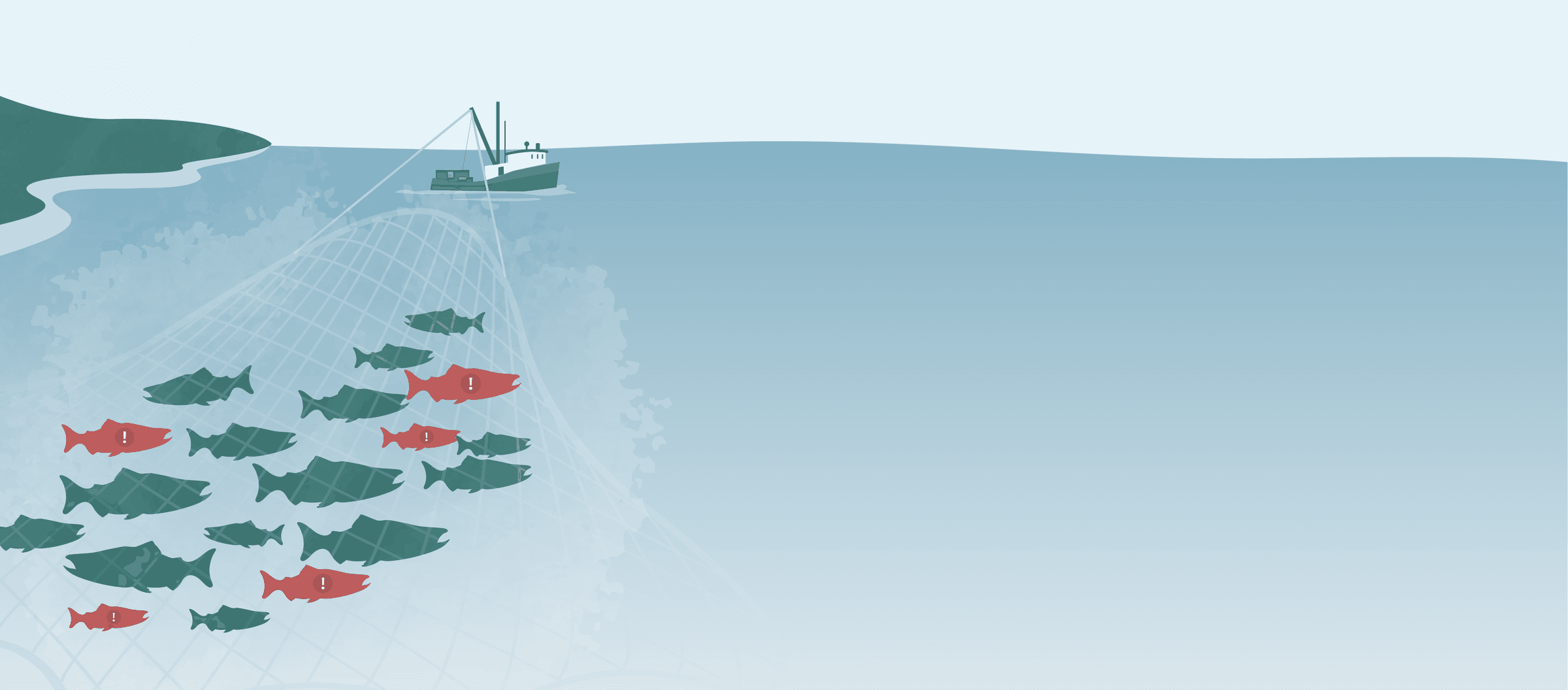 Illustration of a mixed-stock fishery harvesting many salmon populations at once