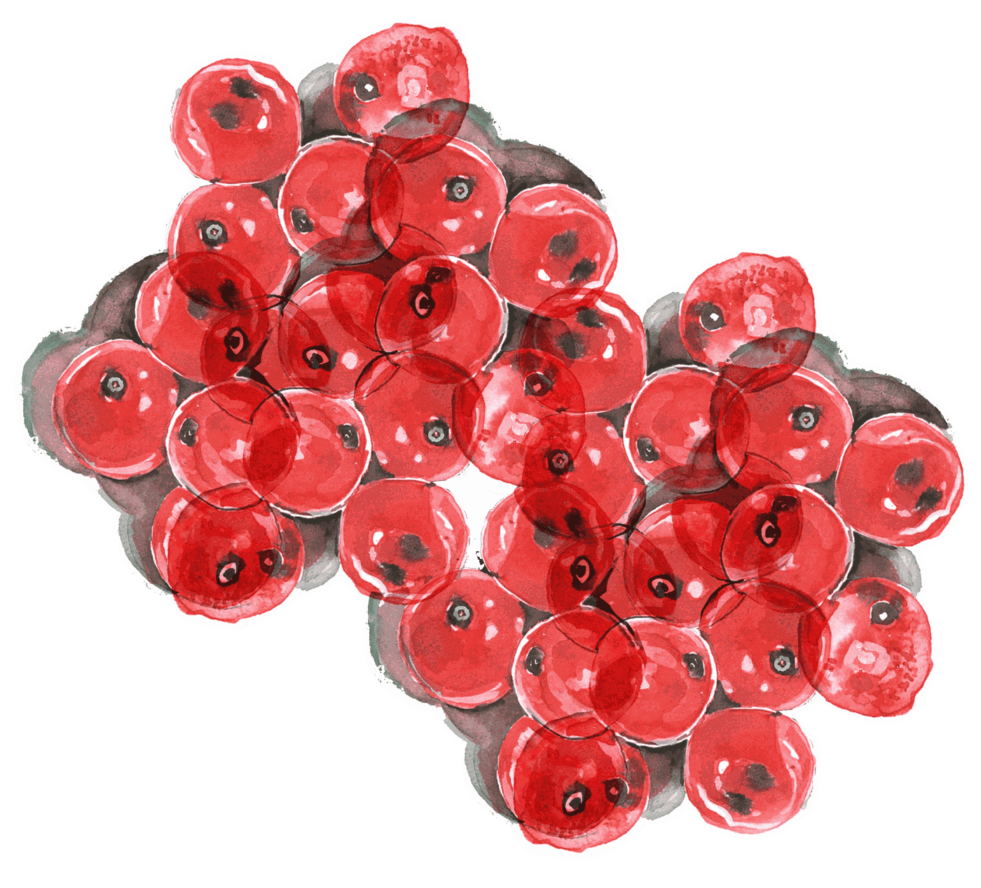 Illustration of salmon roe