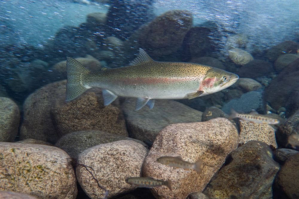 Salmon species