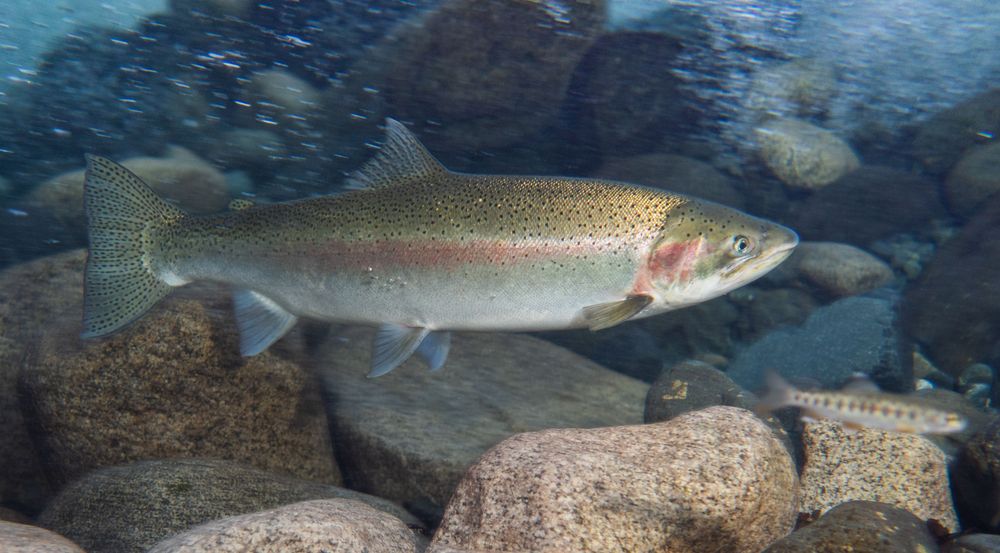 Salmon species