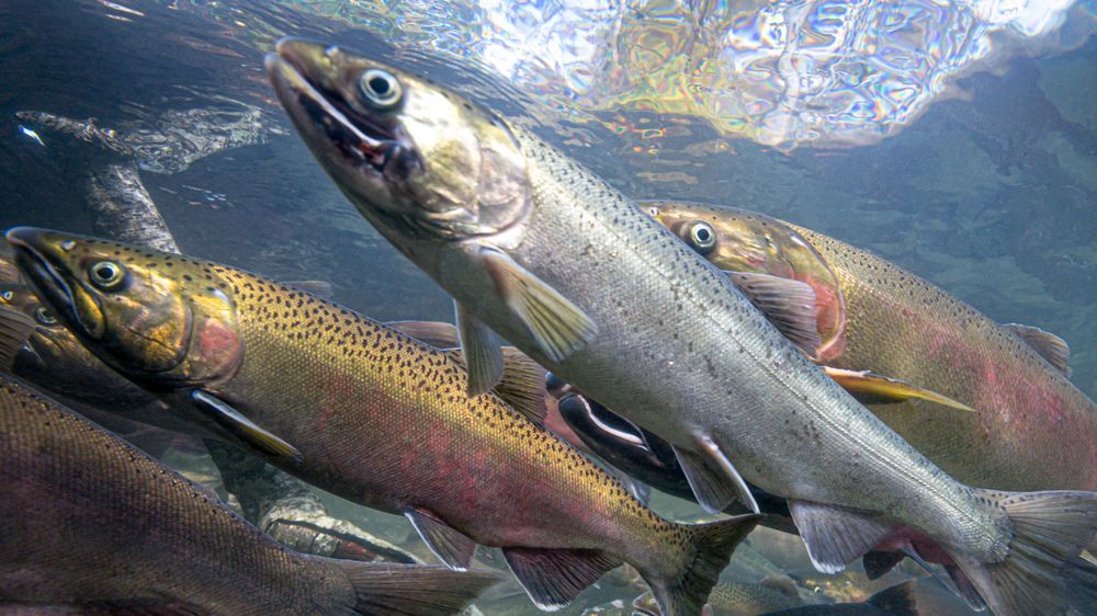 Salmon species