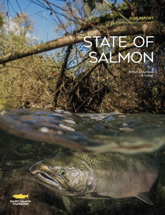 Salmon species