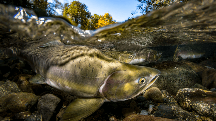 Salmon species