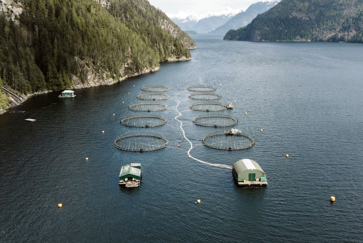 Aerial view of an open net-pen salmon farm in a forested inlet in the Broughton Archipelago
