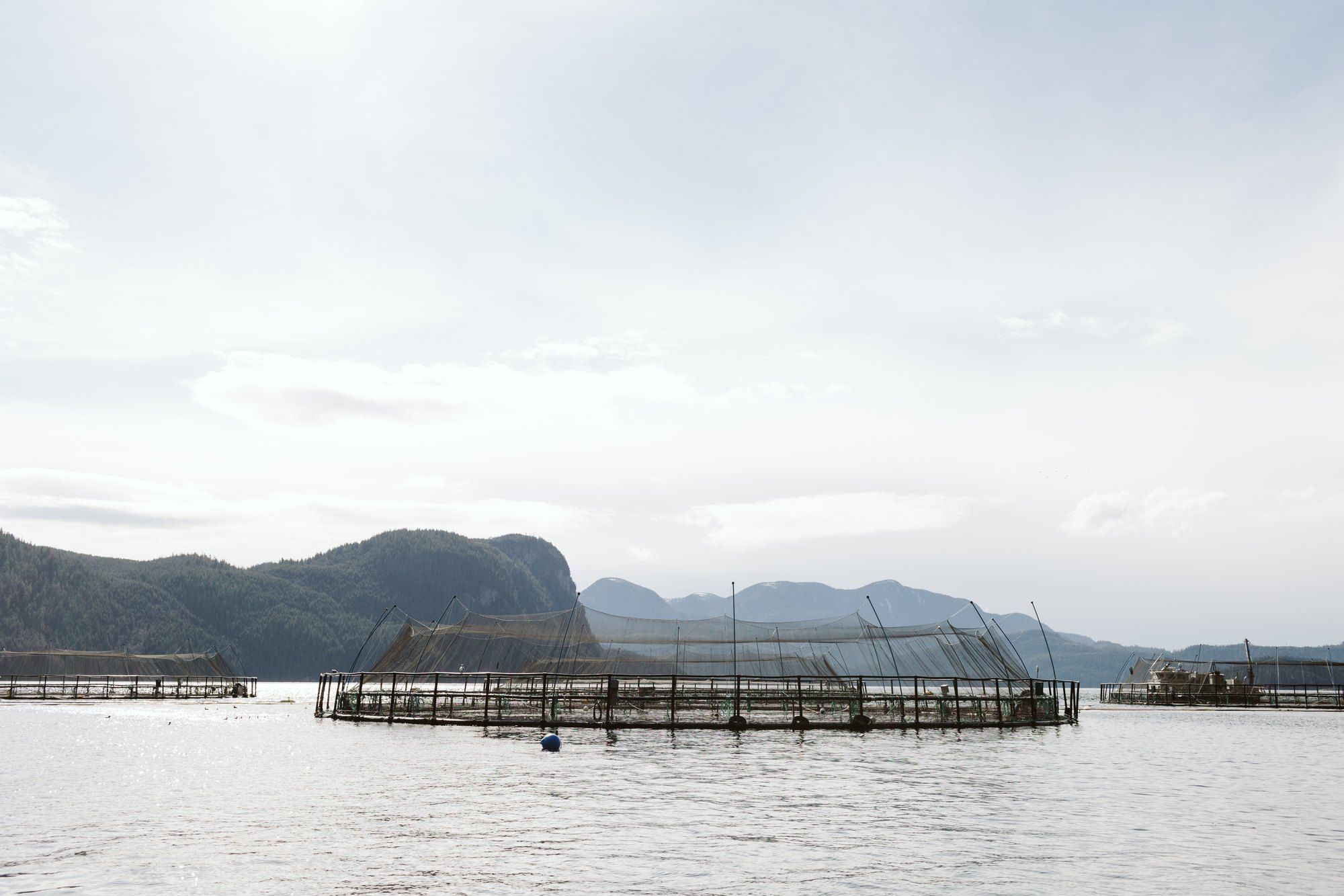 Open net-pen salmon farm anchored in the coastal waters of the Broughton Archipelago