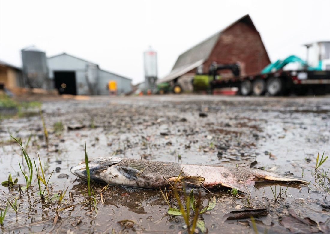 Salmon stranded after the 2022 atmospheric river in the Lower Mainland