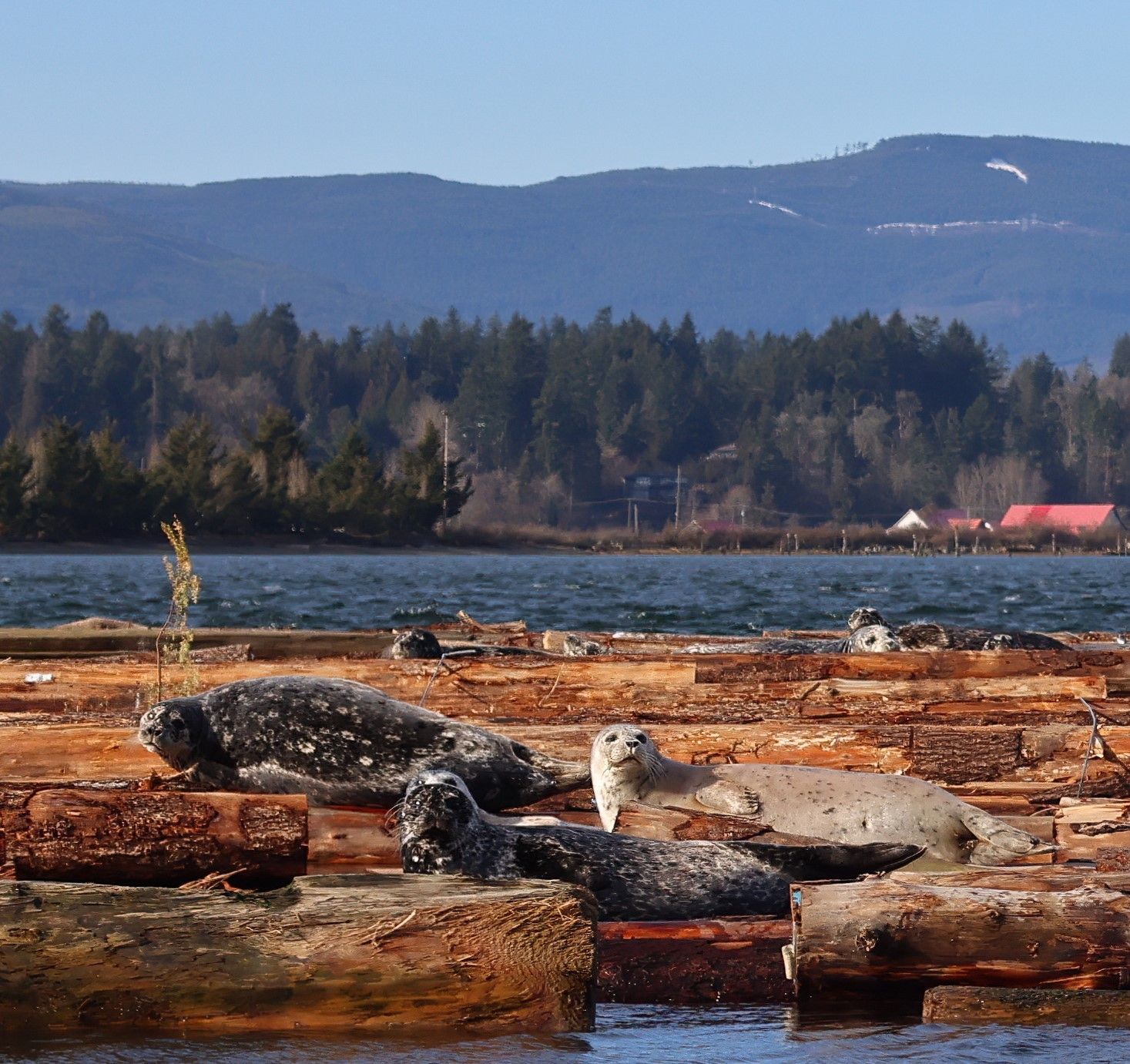 Harbour seals hauled out on floating log booms in an estuary, with forested hills behind