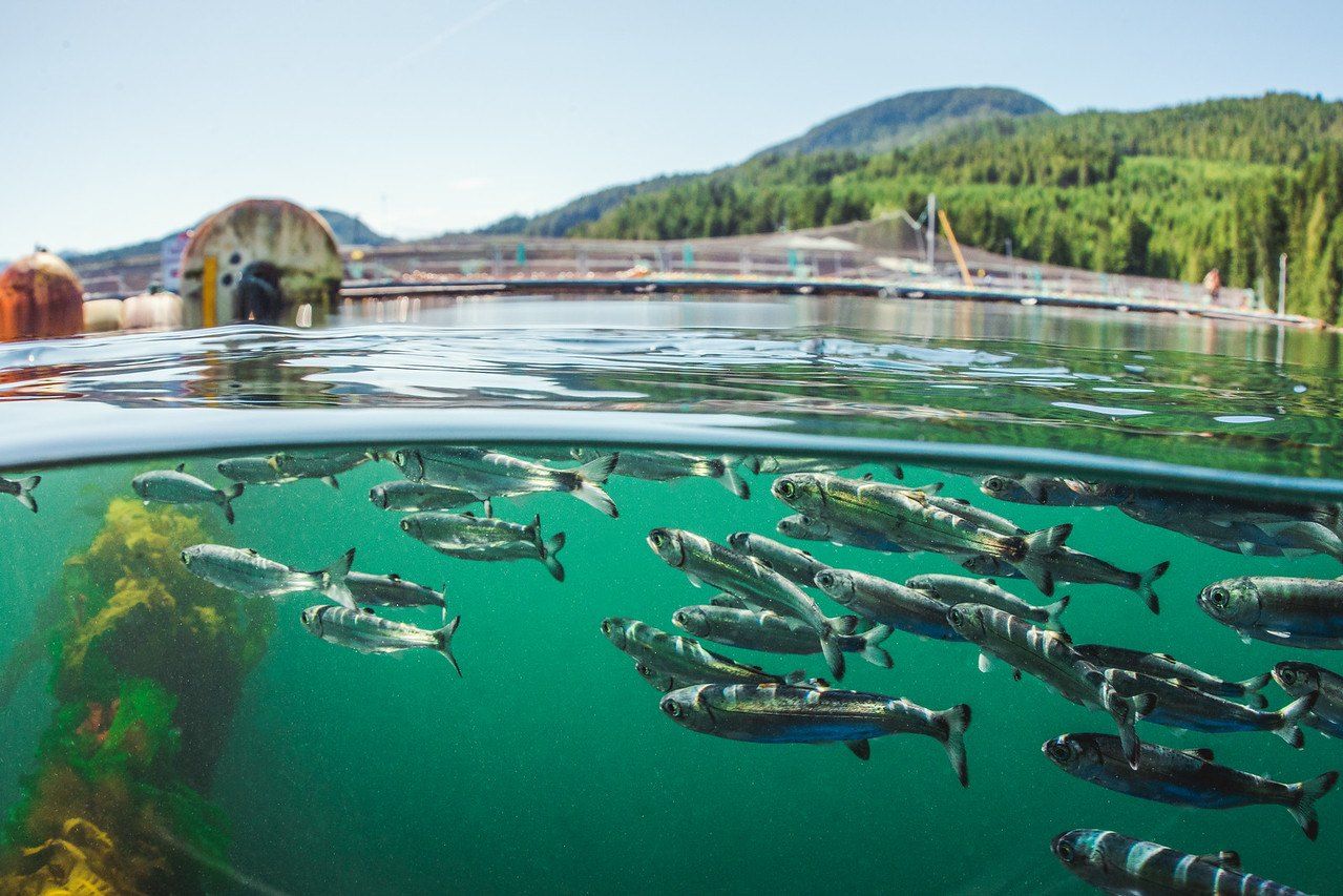Wild salmon migrating in the water past an open net-pen salmon farm